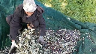 How to Olives Work in Italy | کیسے زیتون کا کام کرتے ہیں اٹلی میں