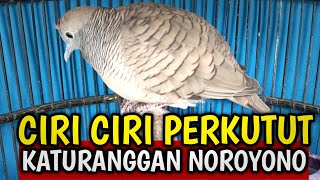 CIRI BURUNG PERKUTUT KATURANGGAN NOROYONO... !?