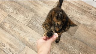 18 YEAR OLD TORTIE MAGGIE CAT GOT SKILLS 😼Wants me inside for snax 😻🦐 #tortiecat by Maggies Houz 870 views 4 months ago 1 minute, 31 seconds