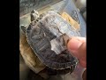 water turtle peeling (shed) her shells - completely normal