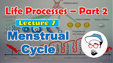 Menstrual Cycle || Life processes in Living Organisms Part 2 Class 10 SSC CBSE