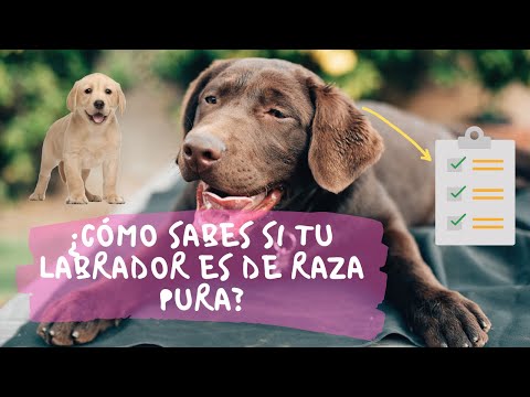Video: Cómo hacer una dieta de alimentos crudos para perros (con imágenes)