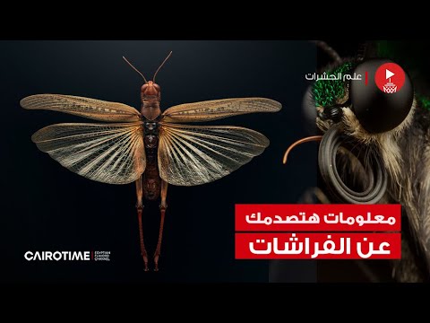 فيديو: فراشات Nymphalidae: الخصائص العامة والوصف والمدى ونوع الطعام