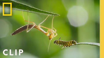 Monarch Migration and Metamorphosis | Incredible Animal Journeys | National Geographic