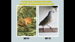 Celebrity Yellow-Back Gouldian Finch Chick Hatched to Fledged (Day-01 to Day-25) Net Worth