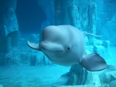 Beluga v Oceanografskem/Akvariju v Valencii