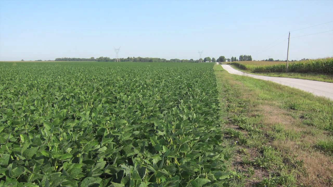 Sangamon Co., IL 226 Acre (Vroom Family Farm) Land Auction Promotional