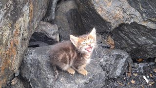 Very small and weakened Kitten asking for food.