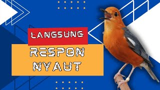 RAM || DENGAN PANCINGAN ANIS MERAH AMPUH INI, ATASI SUSAH BUNYI ANIS MERAH | 159