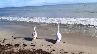 Евпатория  Море и лебеди  25 10 2025