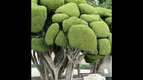 beautiful bonsai