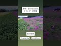 【風景】夏の北海道 | 美しいラベンダー畑を散策 | 自然の色彩に癒される旅　#北海道 #ラベンダー畑 #ファーム富田 #富良野 #自然 #農業