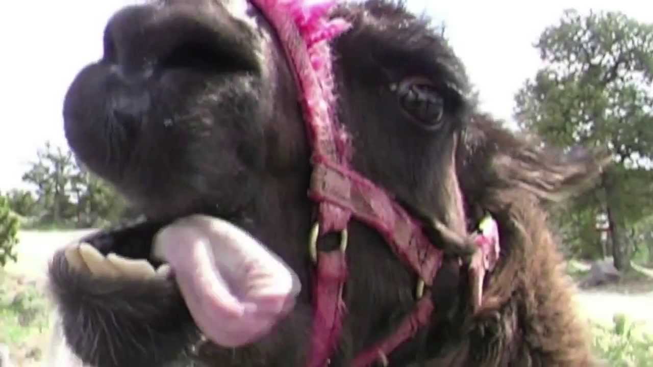 NM113b Summer of Love: Llama Trek