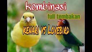 Kombinasi masteran kenari vs Lovebird full tembakan suara jernih