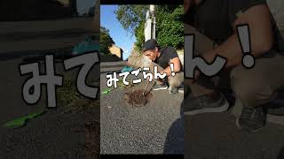 【雑草ブラシ超え】最強雑草ブラシが無双すぎる!#雑草ブラシ #除草 #草刈り #掃除