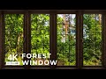 4k forest window view birds singing  relaxing calming ambience white noise