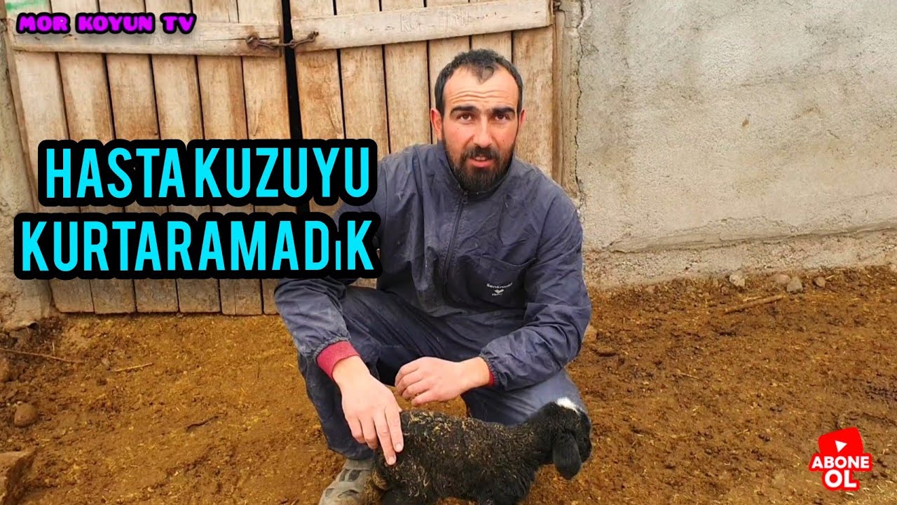 KOYUNLARA TUZ VERDİM ,HASTA KUZU TEDAVİSİ VE KARMA AŞISI