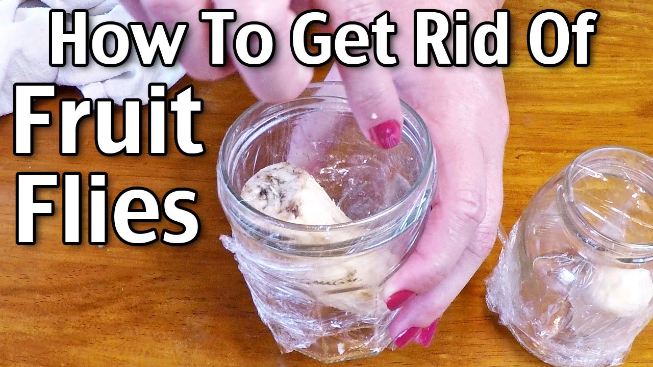 How to Get Rid of Fruit Flies - Frugal Fun For Boys and Girls