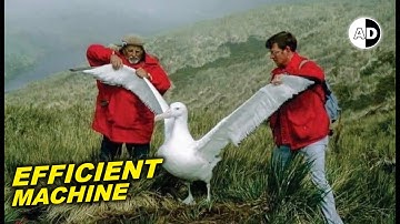 The Secret of Albatross