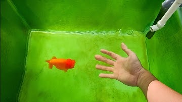 Lên Rêu Hồ Cá Vàng Đơn Giản Không Cần Đèn,Lọc Rẻ Tiền - Goldfish Ranchu