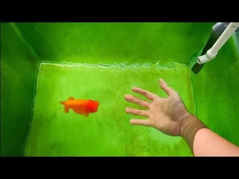Video Lên Rêu Hồ Cá Vàng Đơn Giản Không Cần Đèn,Lọc Rẻ Tiền... - youtube
