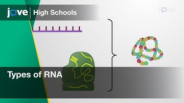 Types of RNA | Cell Bio | Video Textbooks - Preview