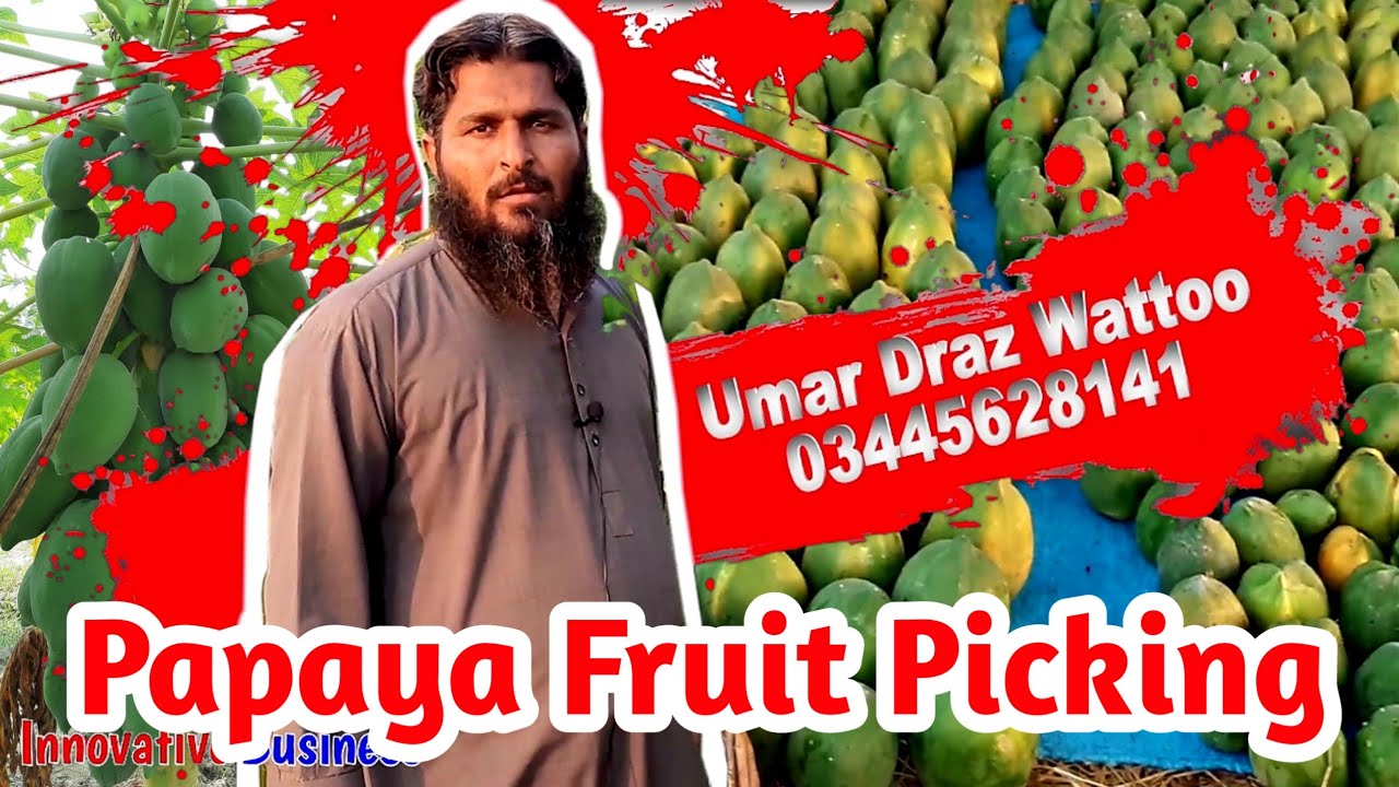 Papaya Fruit Picking; Umar Draz Wattoo (Red Lady) Faisalabad, Punjab, Pakistan, Urdu/Hindi