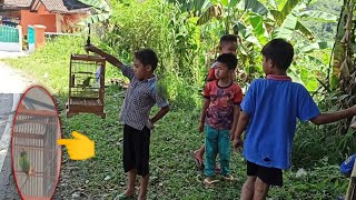 BociL JuaL BuRung cak ijo PinGir JaLan - Langsung Bawa kOnteS || GaCor Abissss