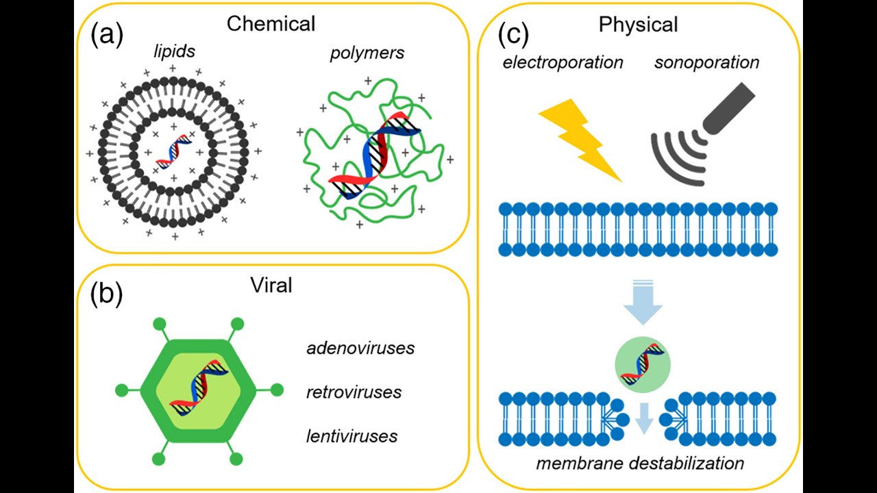 Nonviral vectors for gene therapy YouTube
