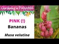 PINK Bananas in Panama! Muso velutina