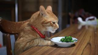 椅子に座ってブロッコリーを食べる猫 Cat that eats broccoli 　170814
