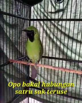 STORY WA KICAU MANIA#cucak ijo semeru #cover satru