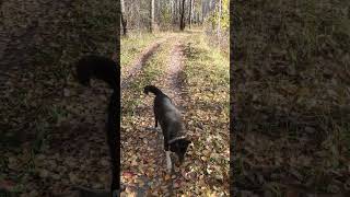 Канадский волк - гибрид. 17 октября 2023. #волк #канадскийволк #canadianwolf #wolf #волкособ