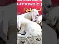 Dunmby Aur Codo Bail #surmawala_cattle_farm