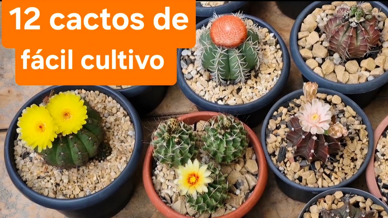 12 cactos de fácil cultivo, bonitos e baratos!