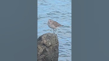 Sandpiper #bird #Sandpiper #nature #wildlife #shortvideos #birdlife #cutebirds California Wildlife