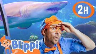 Blippi Visits An Aquarium (The Florida Aquarium)! | 2 Hours Of Blippi Animal Videos For Kids!