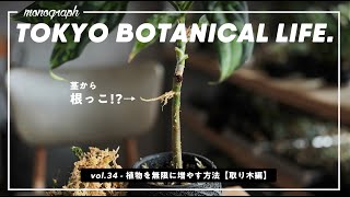 観葉植物を無限に増やす方法（取り木編）【TBL34】