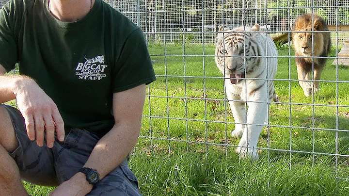 Never Turn Your Back on BIG CATS! - DayDayNews