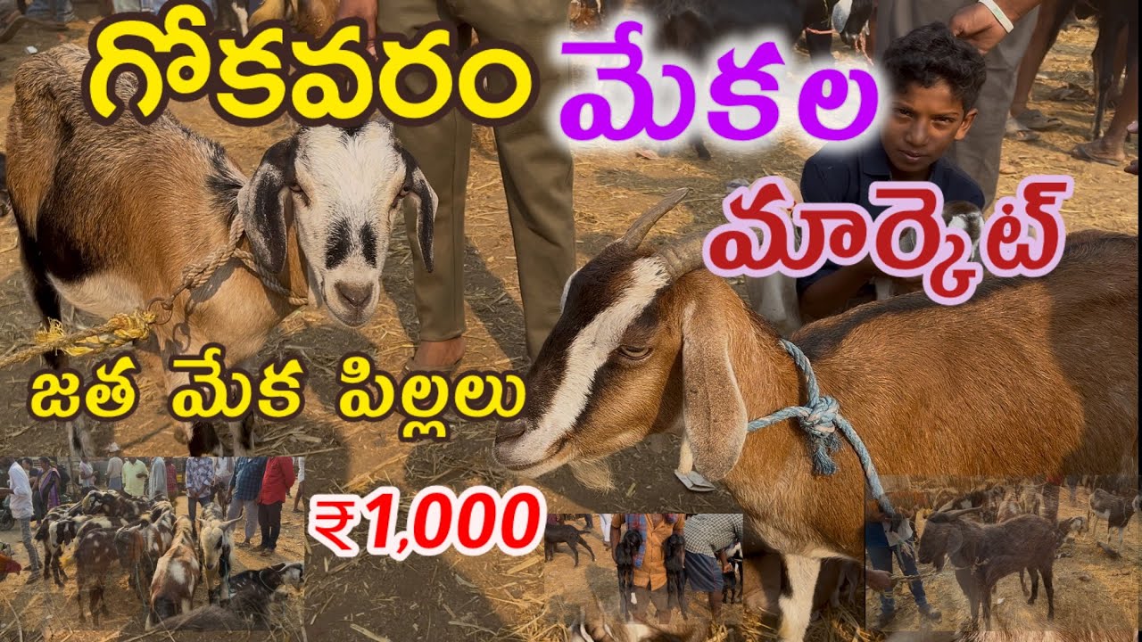 || గోకవరం మేకల మార్కెట్ || #gokavaram santha #eastgodavaridistrict #sks siriki vlogs #maredumilli
