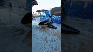 Friendly Dolphin’s Spa Day 🐬💙#shorts #ytshorts