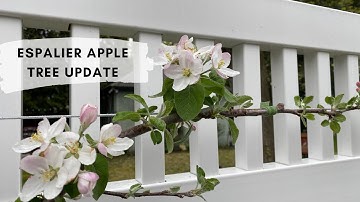Espalier Apple Tree Update 🌸🍎 How