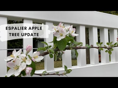 ვიდეო: ვაშლის ხე 