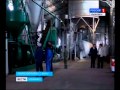 Производство травяной муки в АСК Групп Майнского района  ГТРК Волга  05 09 2013