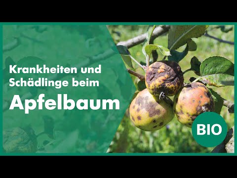 Video: Krankheiten Und Schädlinge Des Rasens