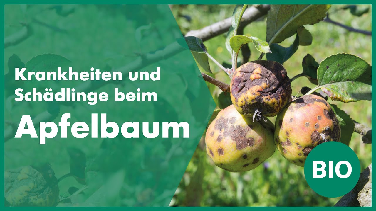 Die häufigsten Krankheiten und Schädlinge beim Apfelbaum