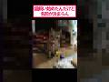 【2ch面白いスレ】ワイの猫の名前を決めてくれwww#2ch #2ch面白いスレ