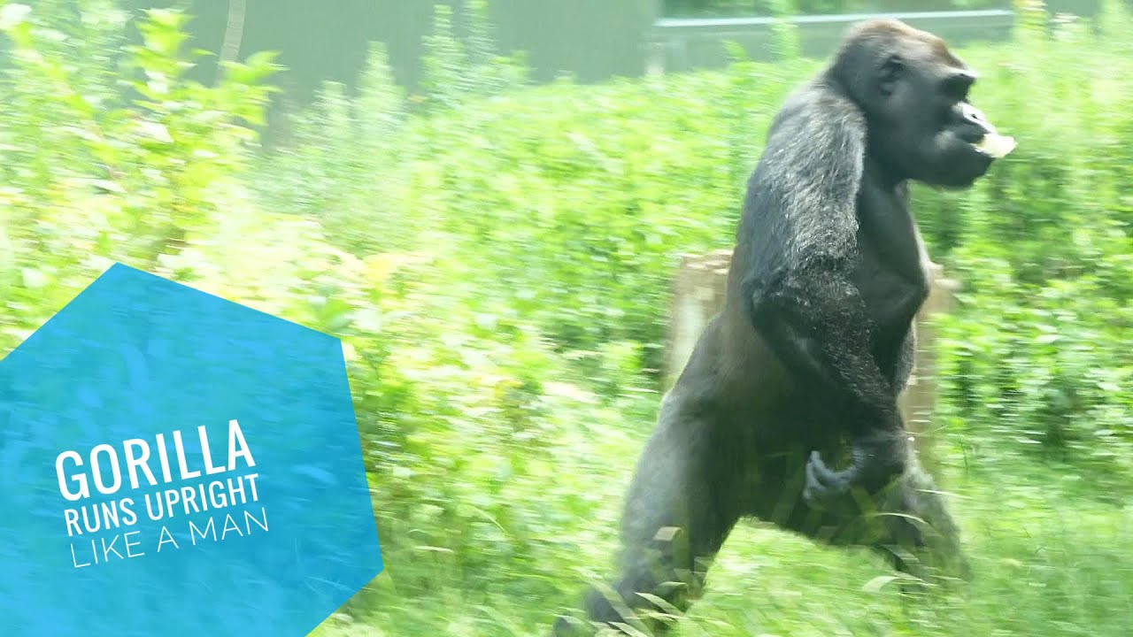 Gorilla Runs Upright Like A Man The Shabani Family YouTube