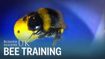 Researchers show for the first time that insects can be trained to perform complex tasks