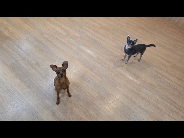 あずきちゃん＆こむぎちゃん - YouTube